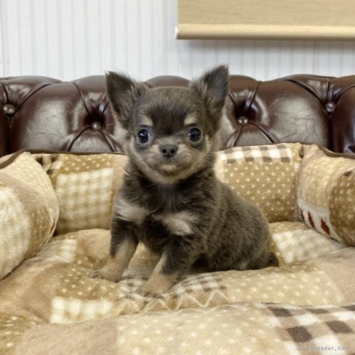 チワワ（ロング）の子犬（ID:1248411146）の1枚目の写真/更新日:2022-12-30