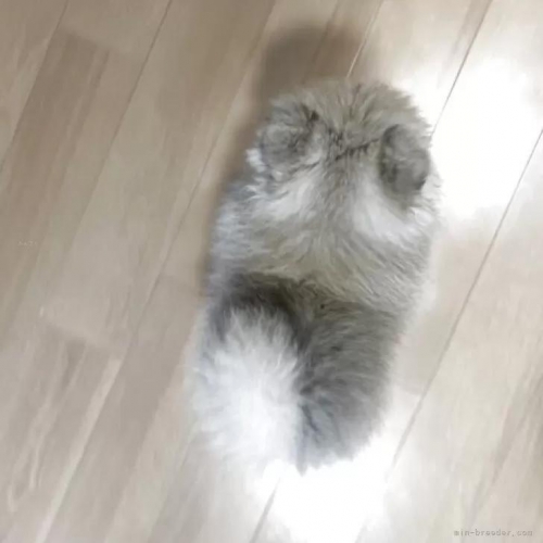 �|�����j�A���̎q���iID:1248411147�j��6���ڂ̎ʐ^/�X�V��:2026-01-18