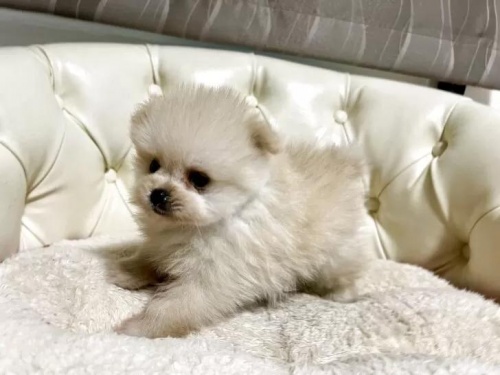 �|�����j�A���̎q���iID:1248411156�j��6���ڂ̎ʐ^/�X�V��:2026-01-18