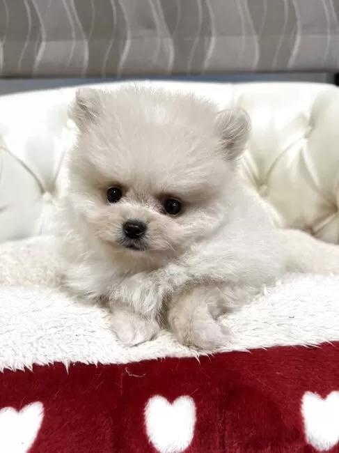 �|�����j�A���̎q���iID:1248411157�j��6���ڂ̎ʐ^/�X�V��:2026-01-18