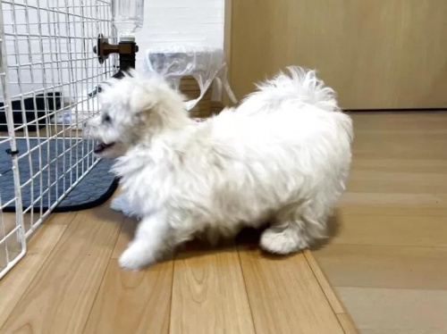 �}���`�[�Y�̎q���iID:1248411213�j��6���ڂ̎ʐ^/�X�V��:2026-01-19