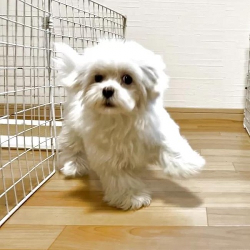 �}���`�[�Y�̎q���iID:1248411243�j��6���ڂ̎ʐ^/�X�V��:2026-01-19