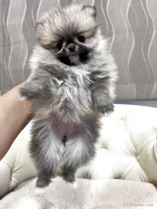 �|�����j�A���̎q���iID:1248411249�j��6���ڂ̎ʐ^/�X�V��:2026-01-18