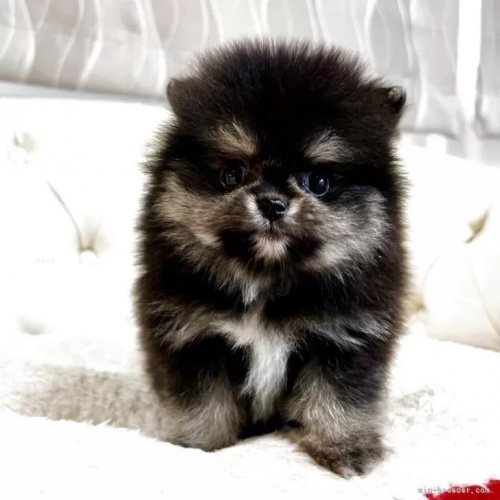 �|�����j�A���̎q���iID:1248411265�j��1���ڂ̎ʐ^/�X�V��:2026-01-18