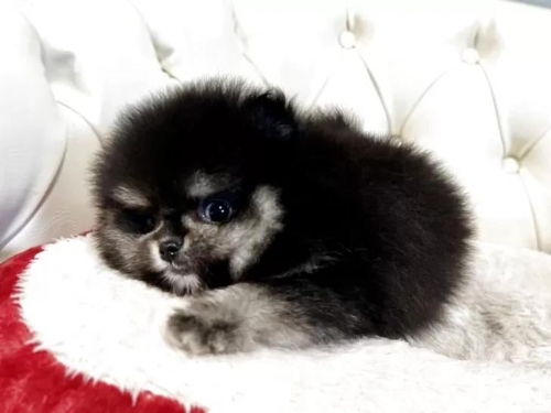 �|�����j�A���̎q���iID:1248411265�j��2���ڂ̎ʐ^/�X�V��:2026-01-18