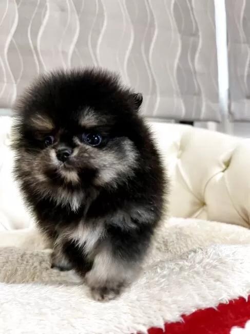 �|�����j�A���̎q���iID:1248411265�j��3���ڂ̎ʐ^/�X�V��:2026-01-18