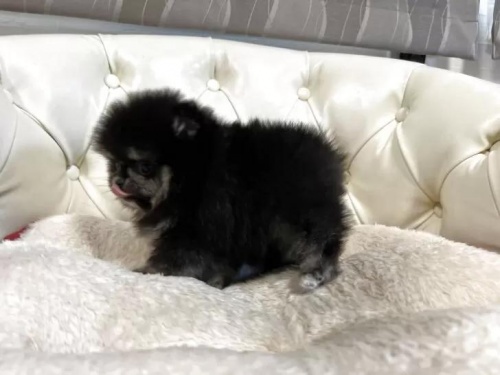 �|�����j�A���̎q���iID:1248411265�j��4���ڂ̎ʐ^/�X�V��:2026-01-18