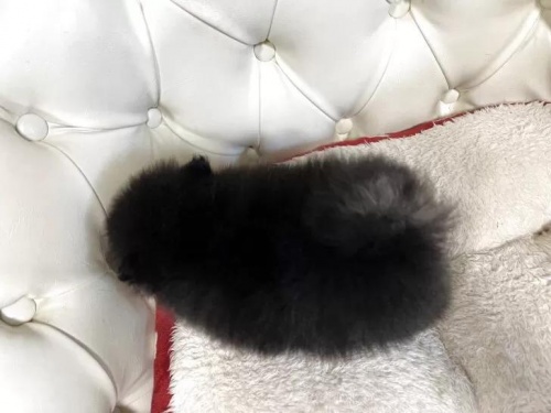 �|�����j�A���̎q���iID:1248411265�j��5���ڂ̎ʐ^/�X�V��:2026-01-18