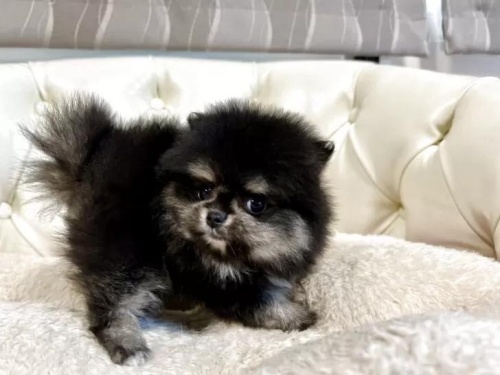 �|�����j�A���̎q���iID:1248411265�j��6���ڂ̎ʐ^/�X�V��:2026-01-18