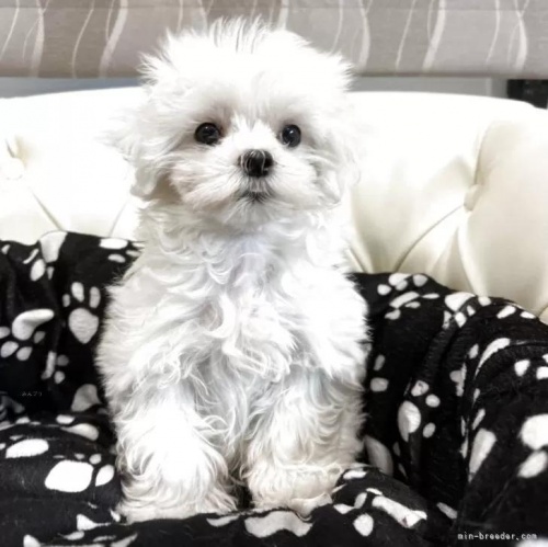 �}���`�[�Y�̎q���iID:1248411266�j��1���ڂ̎ʐ^/�X�V��:2026-01-19