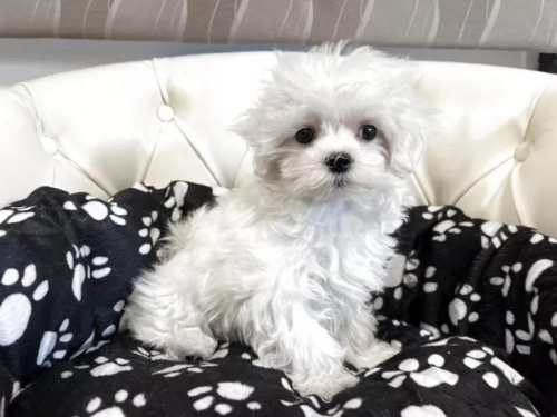 �}���`�[�Y�̎q���iID:1248411266�j��2���ڂ̎ʐ^/�X�V��:2026-01-19