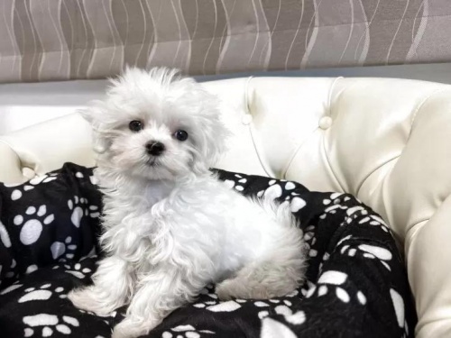 �}���`�[�Y�̎q���iID:1248411266�j��3���ڂ̎ʐ^/�X�V��:2026-01-19