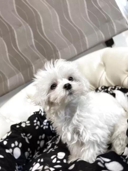 �}���`�[�Y�̎q���iID:1248411266�j��4���ڂ̎ʐ^/�X�V��:2026-01-19