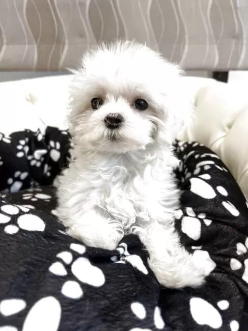 �}���`�[�Y�̎q���iID:1248411266�j��5���ڂ̎ʐ^/�X�V��:2026-01-19