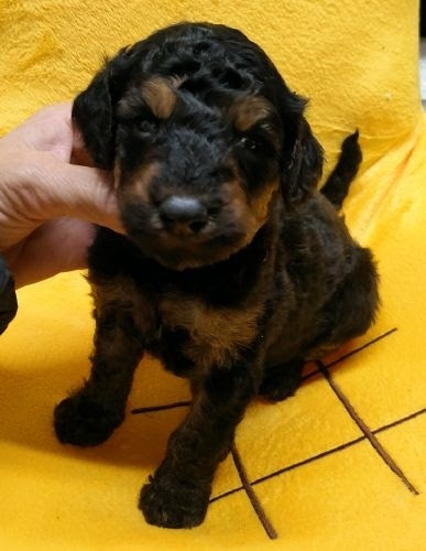 ミニチュアプードルの子犬（ID:1248811097）の1枚目の写真/更新日:2023-03-13