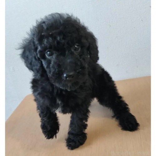 �~�j�`���A�v�[�h���̎q���iID:1248811097�j��4���ڂ̎ʐ^/�X�V��:2026-05-25