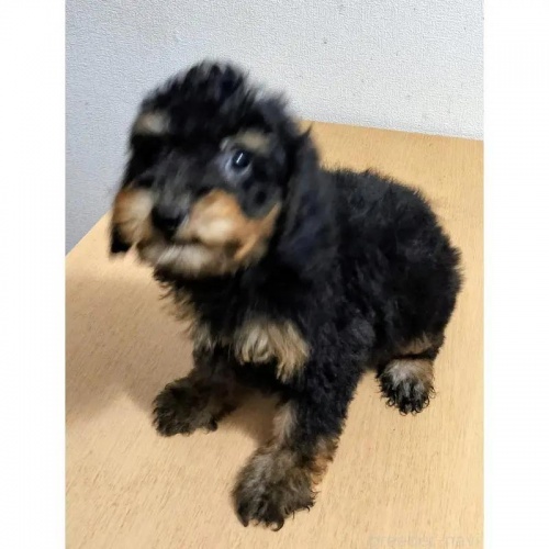 �~�j�`���A�v�[�h���̎q���iID:1248811117�j��2���ڂ̎ʐ^/�X�V��:2026-05-25