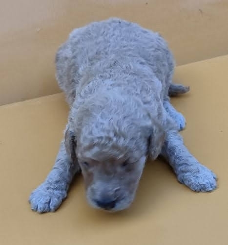 ミディアムプードルの子犬（ID:1248811216）の1枚目の写真/更新日:2023-05-05