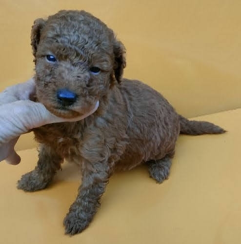 ミディアムプードルの子犬（ID:1248811235）の1枚目の写真/更新日:2023-05-05
