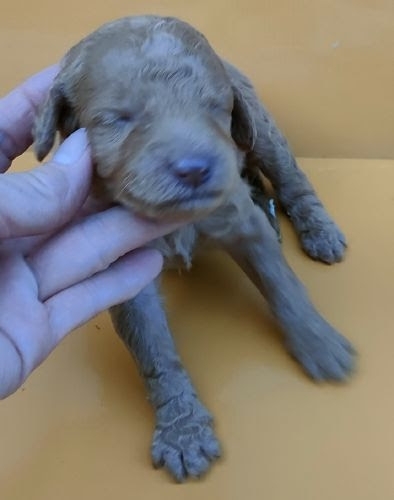ミディアムプードルの子犬（ID:1248811251）の1枚目の写真/更新日:2023-05-05