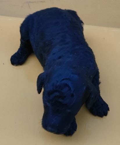ミディアムプードルの子犬（ID:1248811252）の1枚目の写真/更新日:2023-05-05