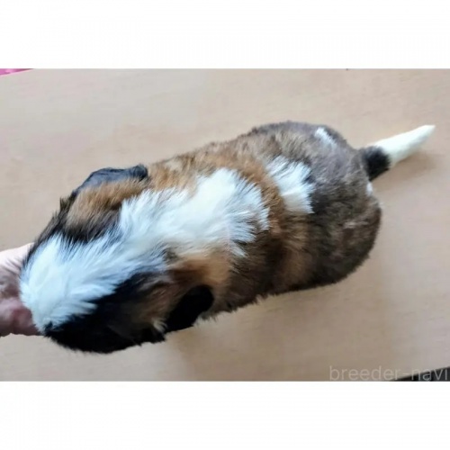 �Z���g�o�[�i�[�h�̎q���iID:1248811271�j��3���ڂ̎ʐ^/�X�V��:2026-05-25