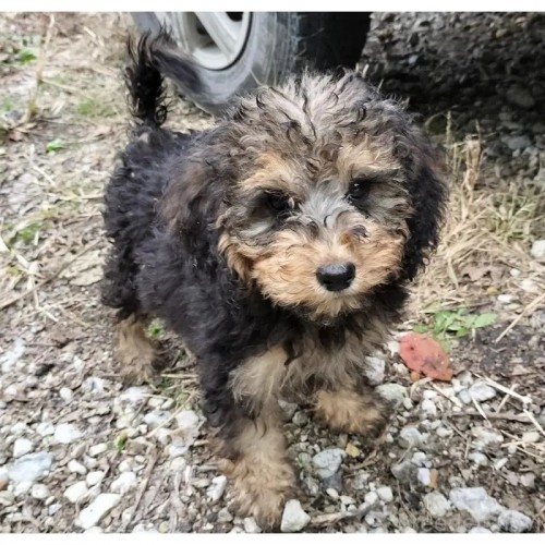 �~�b�N�X�̎q���iID:1248811294�j��1���ڂ̎ʐ^/�X�V��:2026-01-11