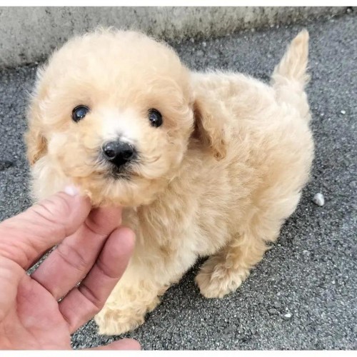 �g�C�v�[�h���̎q���iID:1248811295�j��1���ڂ̎ʐ^/�X�V��:2026-01-11