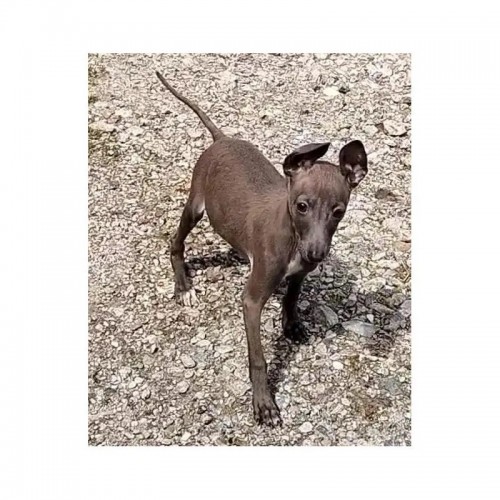 �C�^���A���O���[�n�E���h�̎q���iID:1248811297�j��1���ڂ̎ʐ^/�X�V��:2026-05-25