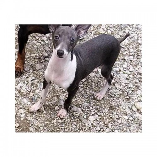 �C�^���A���O���[�n�E���h�̎q���iID:1248811298�j��1���ڂ̎ʐ^/�X�V��:2026-05-25