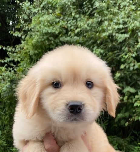 ゴールデンレトリバーの子犬（ID:1249011011）の1枚目の写真/更新日:2022-09-09