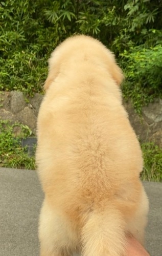 ゴールデンレトリバーの子犬（ID:1249011011）の4枚目の写真/更新日:2022-09-09
