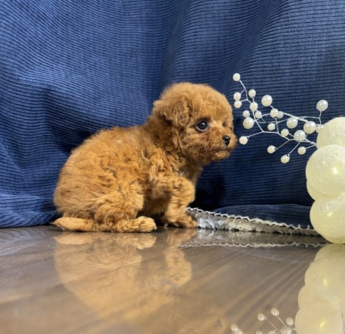 �g�C�v�[�h���̎q���iID:1249511845�j��4���ڂ̎ʐ^/�X�V��:2026-01-14