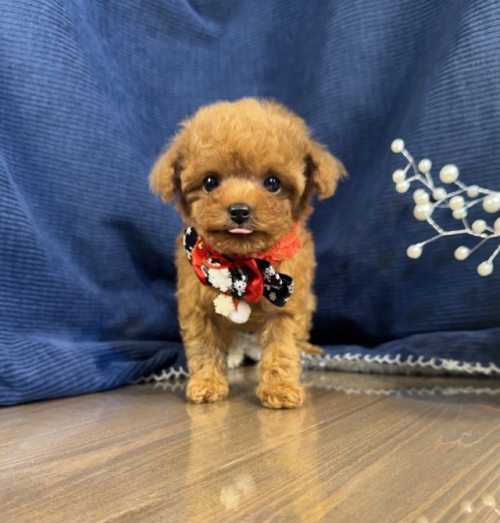 �g�C�v�[�h���̎q���iID:1249511845�j��5���ڂ̎ʐ^/�X�V��:2026-01-14