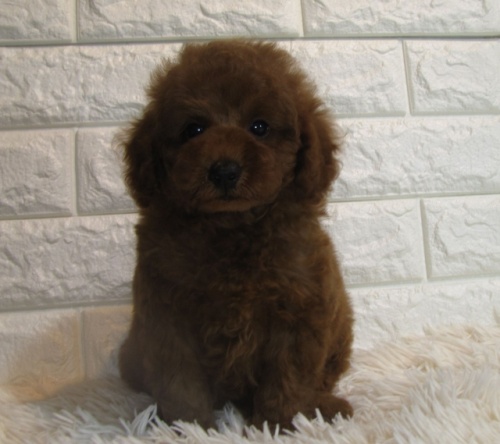 トイプードルの子犬（ID:1249511856）の4枚目の写真/更新日:2022-09-10