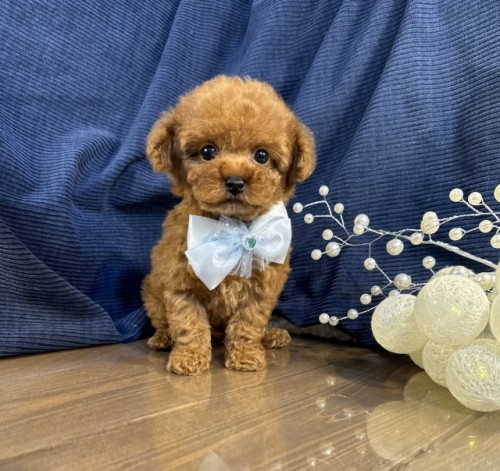 �g�C�v�[�h���̎q���iID:1249511856�j��5���ڂ̎ʐ^/�X�V��:2026-01-14