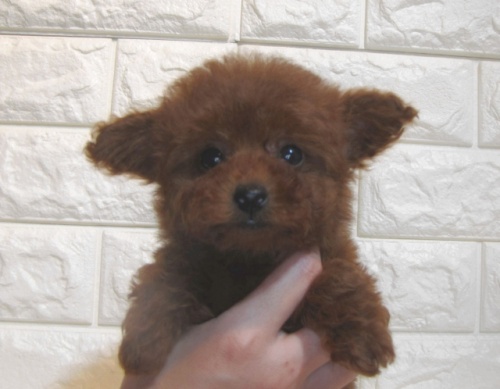 トイプードルの子犬（ID:1249511857）の3枚目の写真/更新日:2023-01-19