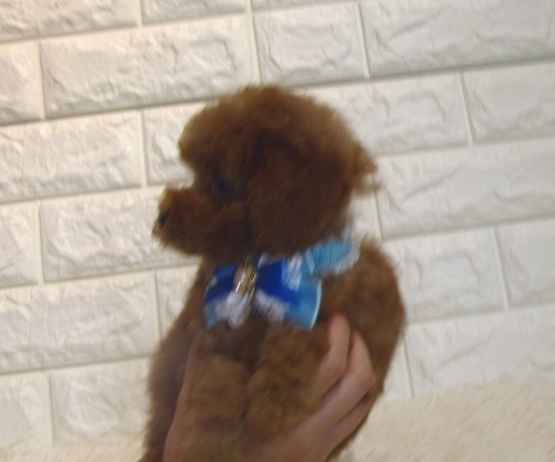 トイプードルの子犬（ID:1249511864）の4枚目の写真/更新日:2022-09-25
