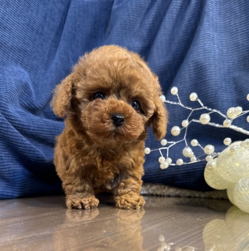 �g�C�v�[�h���̎q���iID:1249511864�j��5���ڂ̎ʐ^/�X�V��:2026-01-14