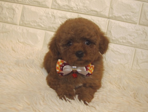 トイプードルの子犬（ID:1249511877）の1枚目の写真/更新日:2022-04-24