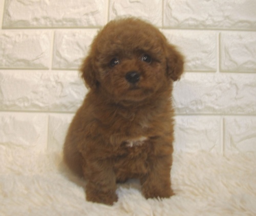 トイプードルの子犬（ID:1249511877）の3枚目の写真/更新日:2022-04-24