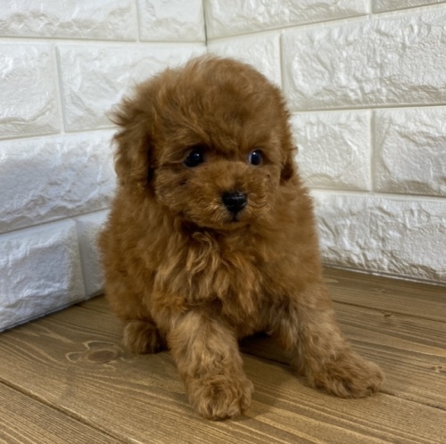 トイプードルの子犬（ID:1249511883）の4枚目の写真/更新日:2022-09-25