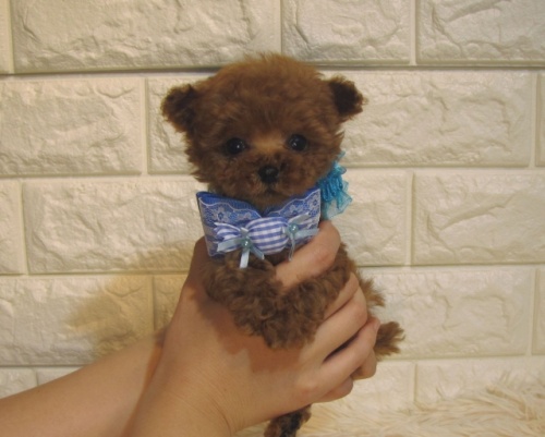 トイプードルの子犬（ID:1249511886）の1枚目の写真/更新日:2022-05-24