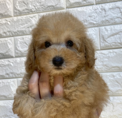 トイプードルの子犬（ID:1249511900）の2枚目の写真/更新日:2023-05-17