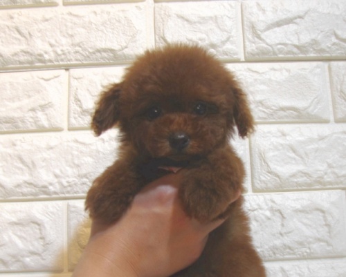 トイプードルの子犬（ID:1249511902）の2枚目の写真/更新日:2022-04-24