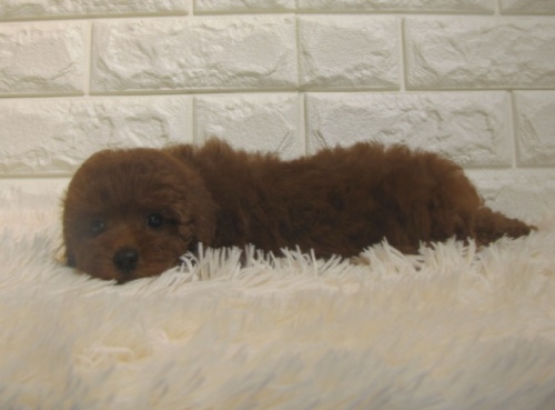 トイプードルの子犬（ID:1249511903）の2枚目の写真/更新日:2022-06-26