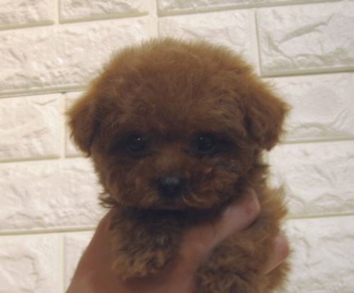 トイプードルの子犬（ID:1249511908）の4枚目の写真/更新日:2022-12-20
