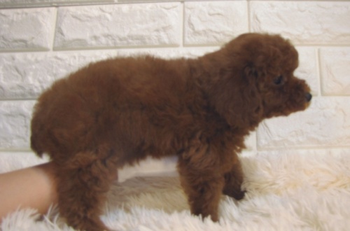 トイプードルの子犬（ID:1249511909）の3枚目の写真/更新日:2022-04-24