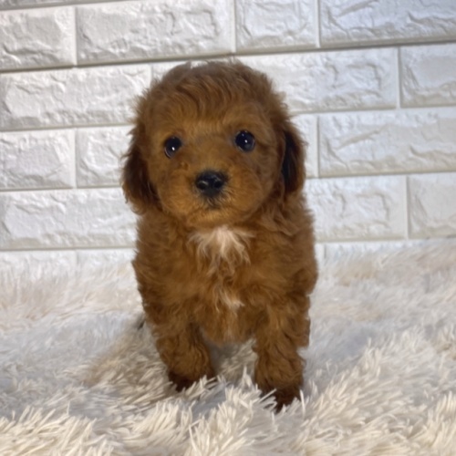 トイプードルの子犬（ID:1249511912）の1枚目の写真/更新日:2022-05-14