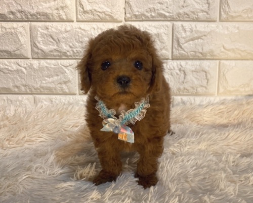 トイプードルの子犬（ID:1249511912）の2枚目の写真/更新日:2022-05-14